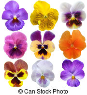 Pansy clipart #15, Download drawings