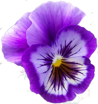 Pansy clipart #16, Download drawings