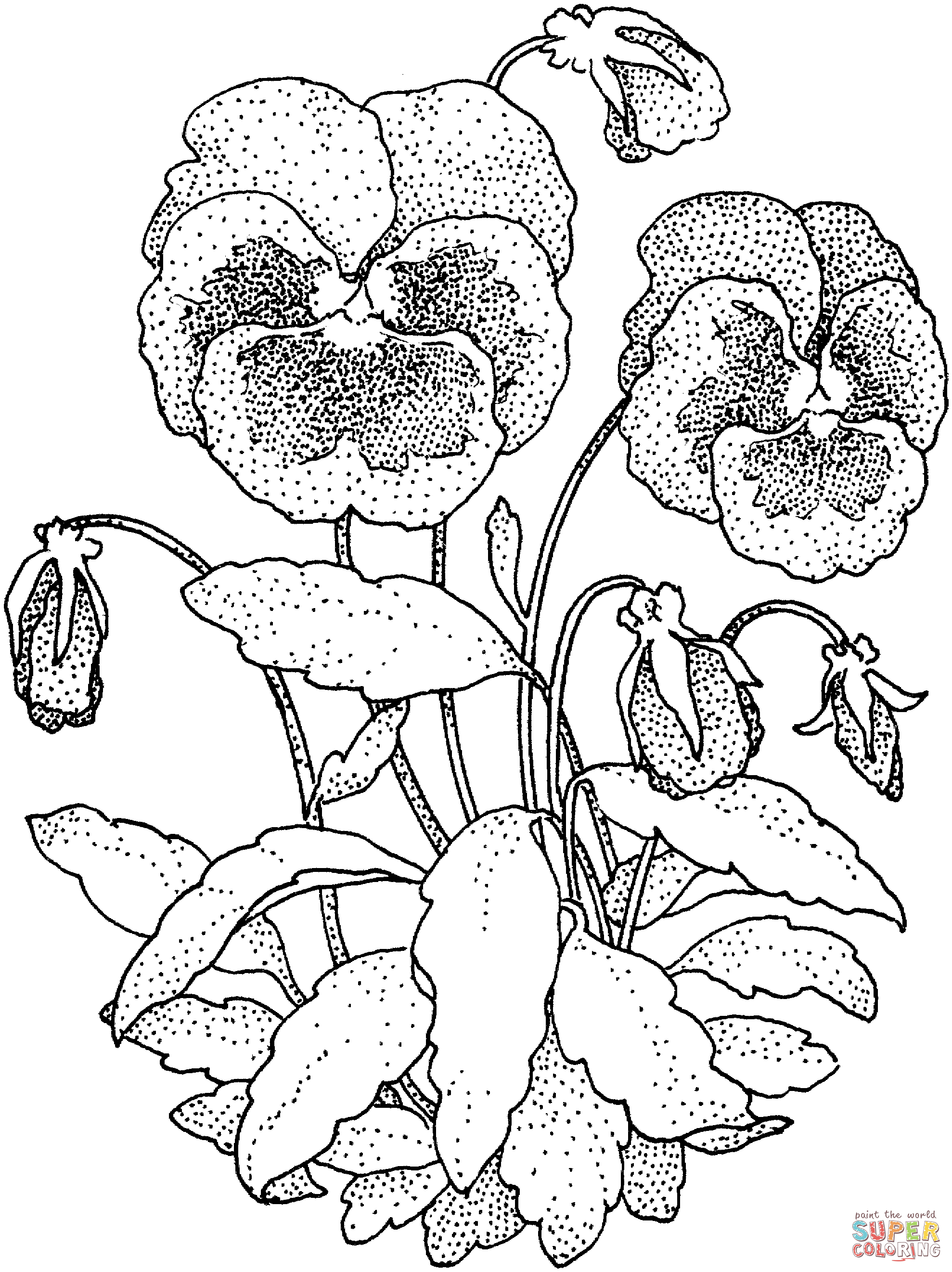 Pansy coloring #5, Download drawings