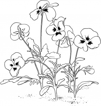 Pansy coloring #19, Download drawings