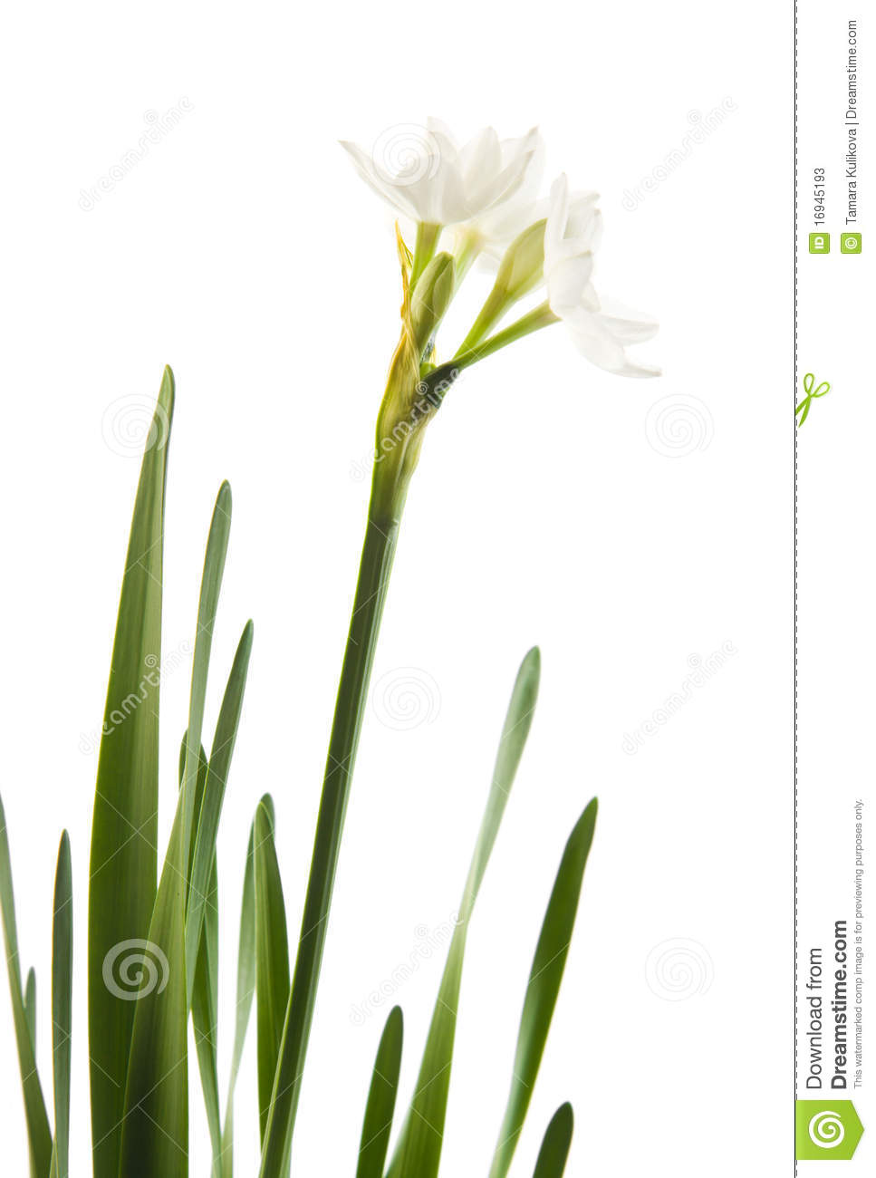 Paperwhite Narcissus clipart #5, Download drawings
