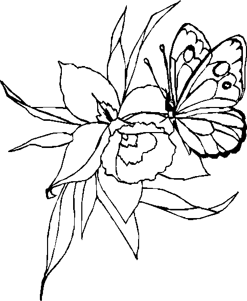 Papillon coloring #18, Download drawings