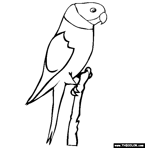 Parakeet coloring #4, Download drawings