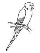 Parakeet coloring #18, Download drawings