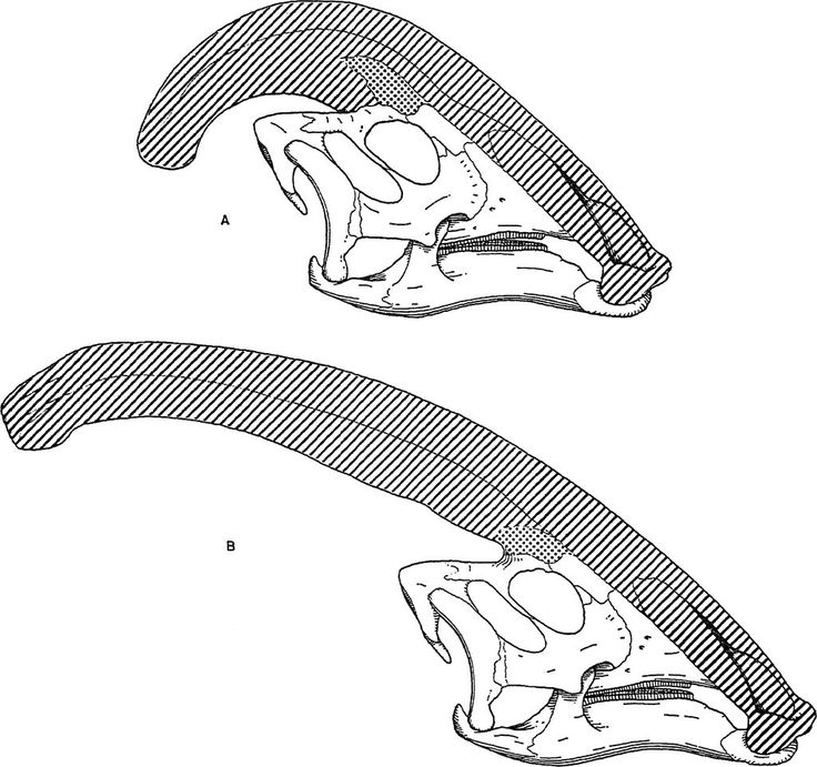 Parasaurolophus svg #3, Download drawings