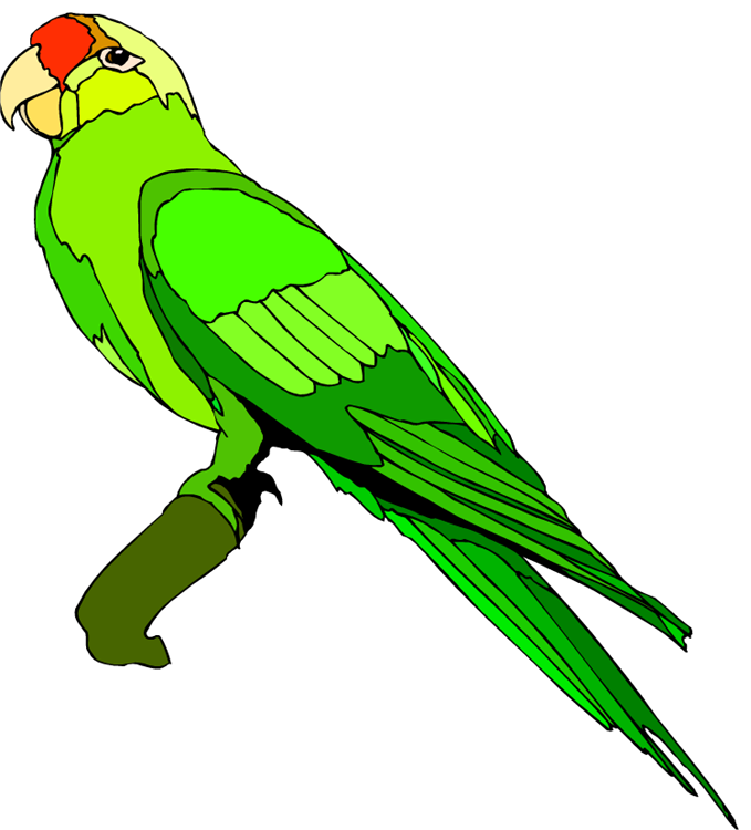 Parrot clipart #8, Download drawings