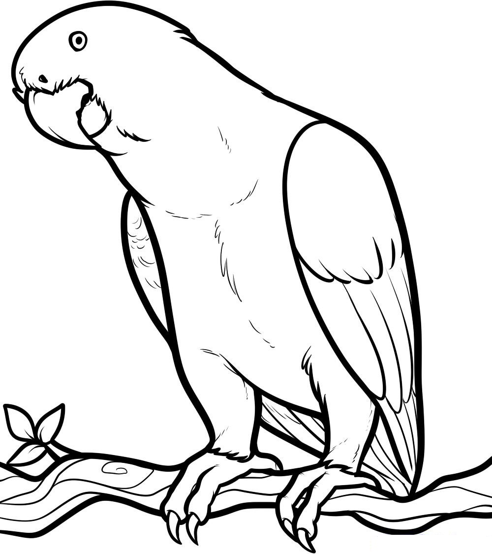 Parrot coloring #19, Download drawings