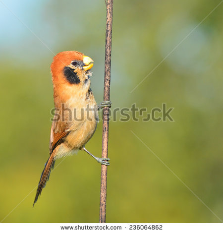 Parrotbill clipart #3, Download drawings