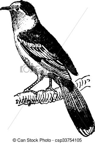Passerine clipart #5, Download drawings