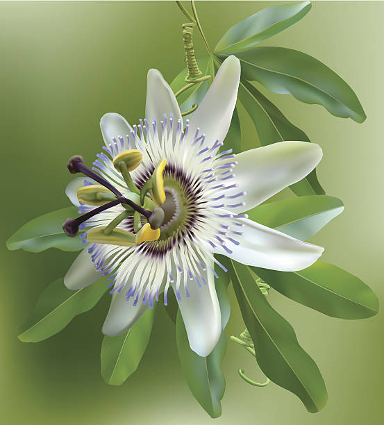 Passiflora clipart #11, Download drawings