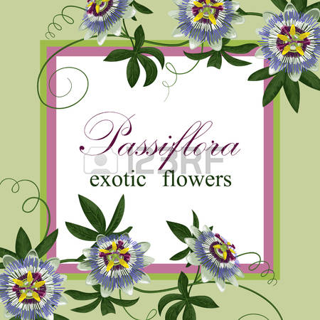 Passiflora clipart #15, Download drawings