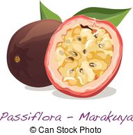 Passiflora clipart #8, Download drawings