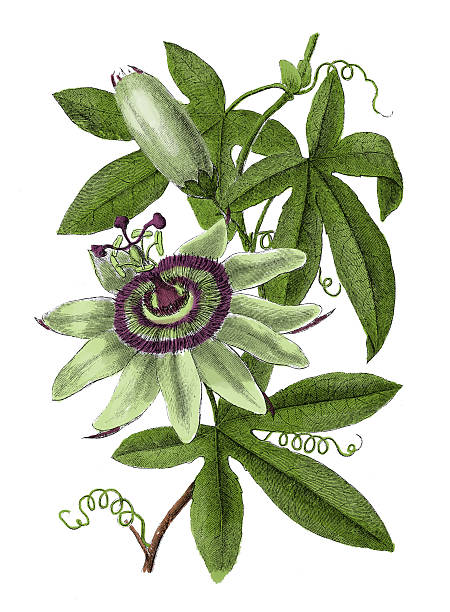 Passiflora clipart #12, Download drawings