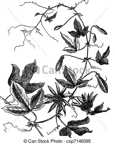 Passiflora clipart #13, Download drawings
