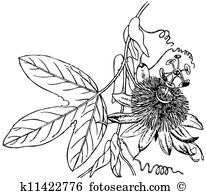 Passiflora clipart #16, Download drawings