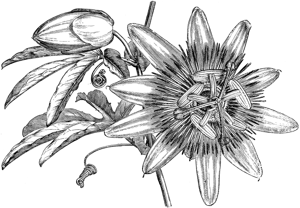 Passiflora clipart #17, Download drawings