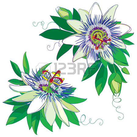 Passiflora clipart #7, Download drawings