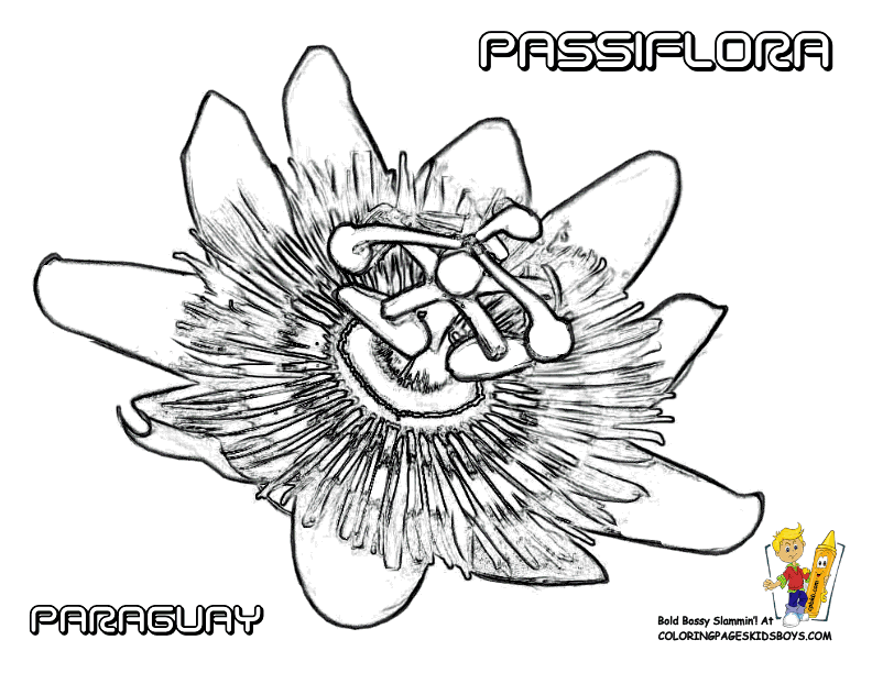 Passiflora coloring #18, Download drawings
