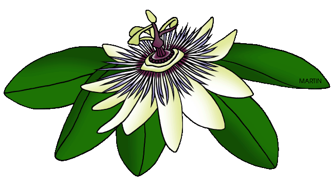 Passion Flower clipart #19, Download drawings