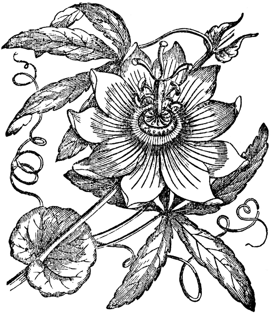 Passion Flower clipart #9, Download drawings