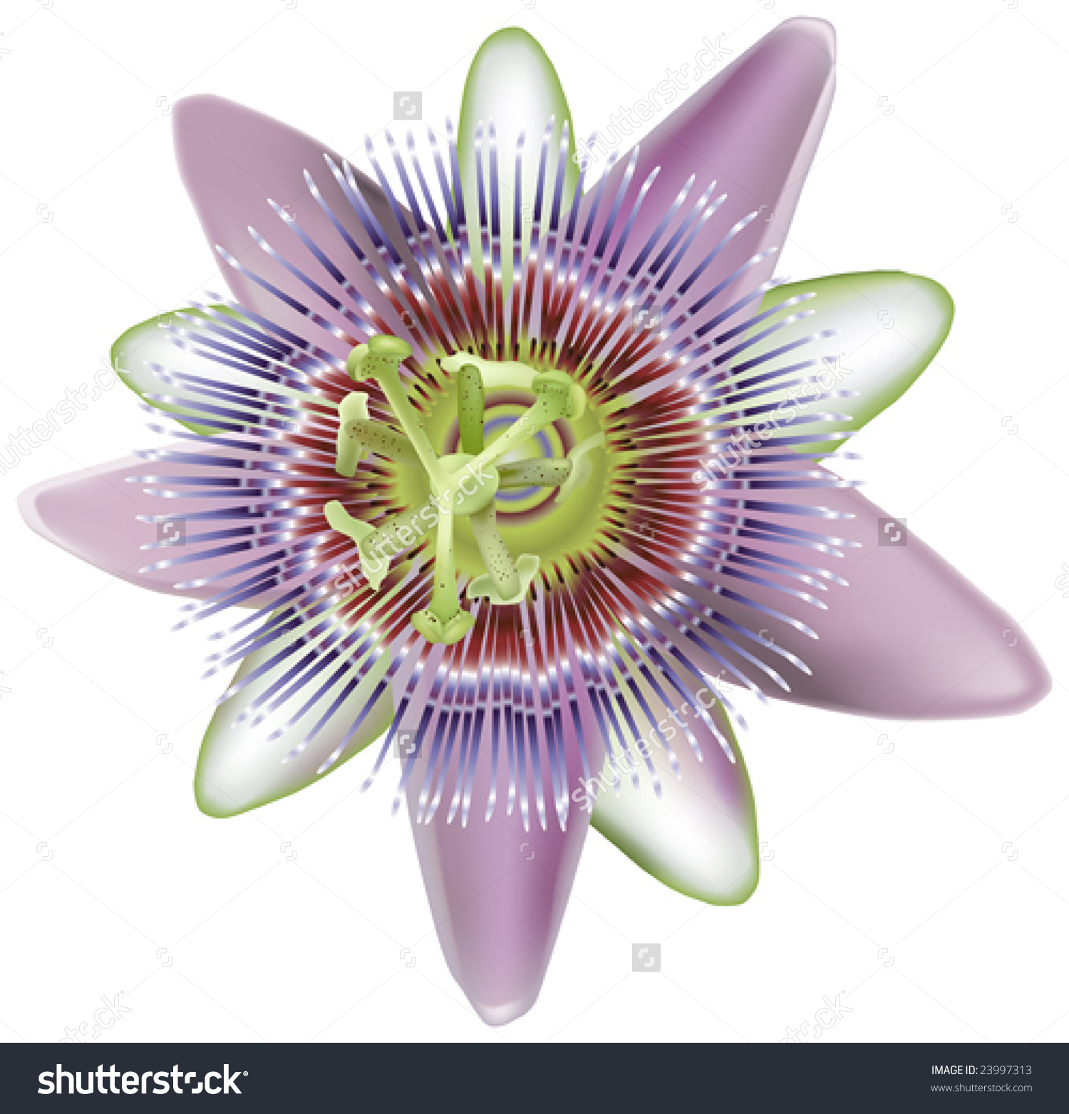 Passion Flower clipart #5, Download drawings