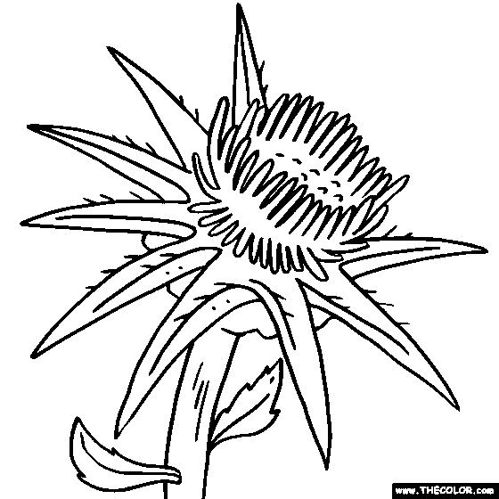 Thistle coloring #20, Download drawings