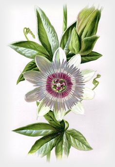 Passion Flower coloring #13, Download drawings