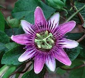 Passion Flower coloring #10, Download drawings