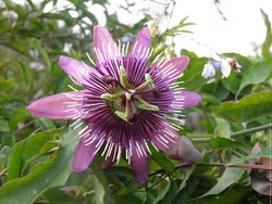 Passion Flower coloring #9, Download drawings