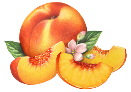 Peach clipart #9, Download drawings