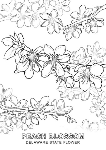 Peach Flower coloring #9, Download drawings