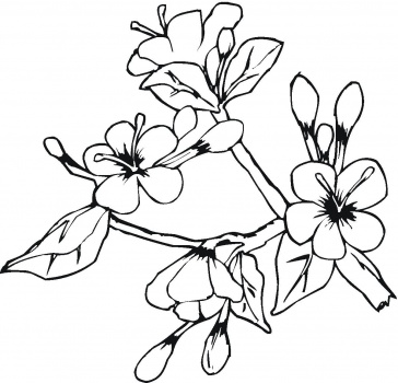 Peach Flower coloring #12, Download drawings