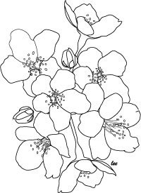 Peach Flower coloring #4, Download drawings