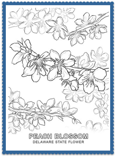 Peach Flower coloring #8, Download drawings