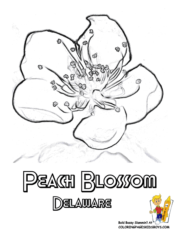 Peach Flower coloring #16, Download drawings