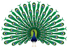 Peacock clipart #15, Download drawings