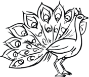 Peacock coloring #2, Download drawings