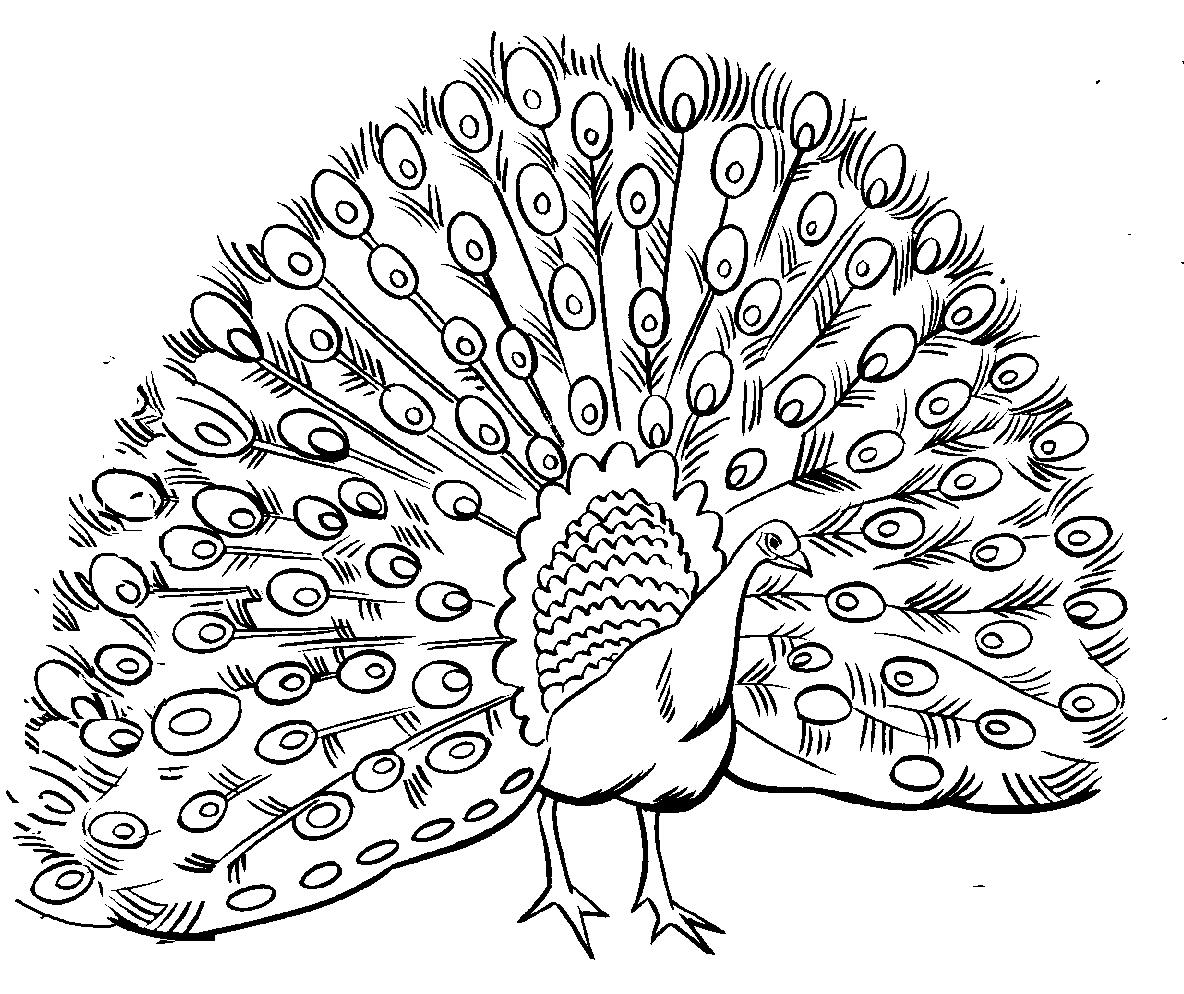 Peacock coloring #18, Download drawings