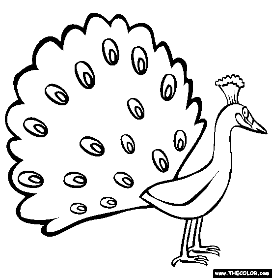 Peacock coloring #4, Download drawings