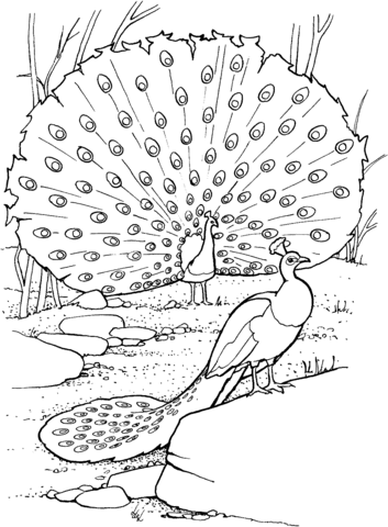 Peacock coloring #1, Download drawings