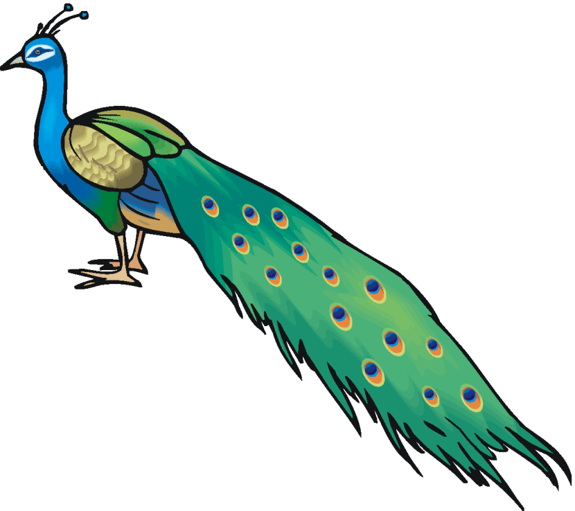 Peafowl clipart #2, Download drawings
