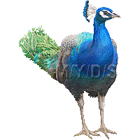 Peafowl clipart #3, Download drawings