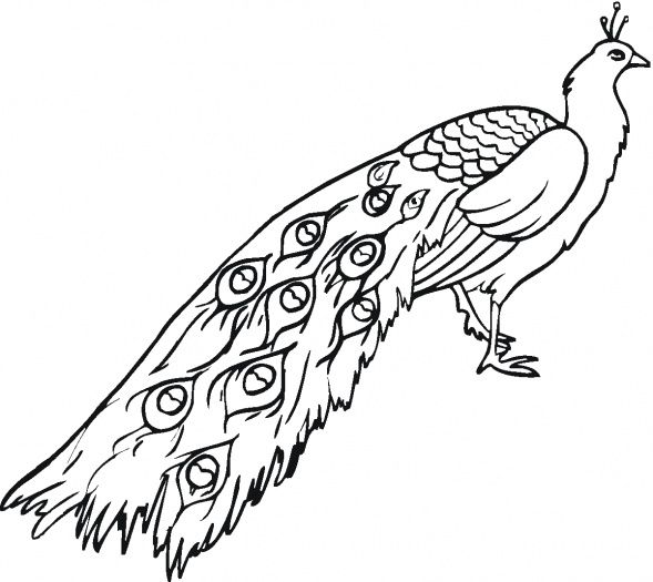 Peafowl coloring #13, Download drawings