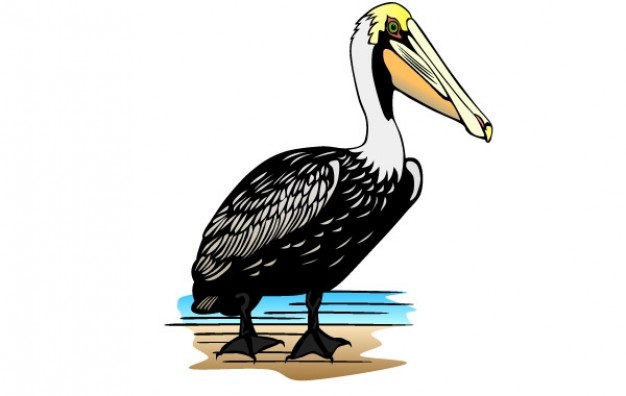 Pelican clipart #4, Download drawings