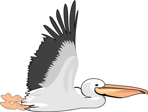 Pelican clipart #3, Download drawings