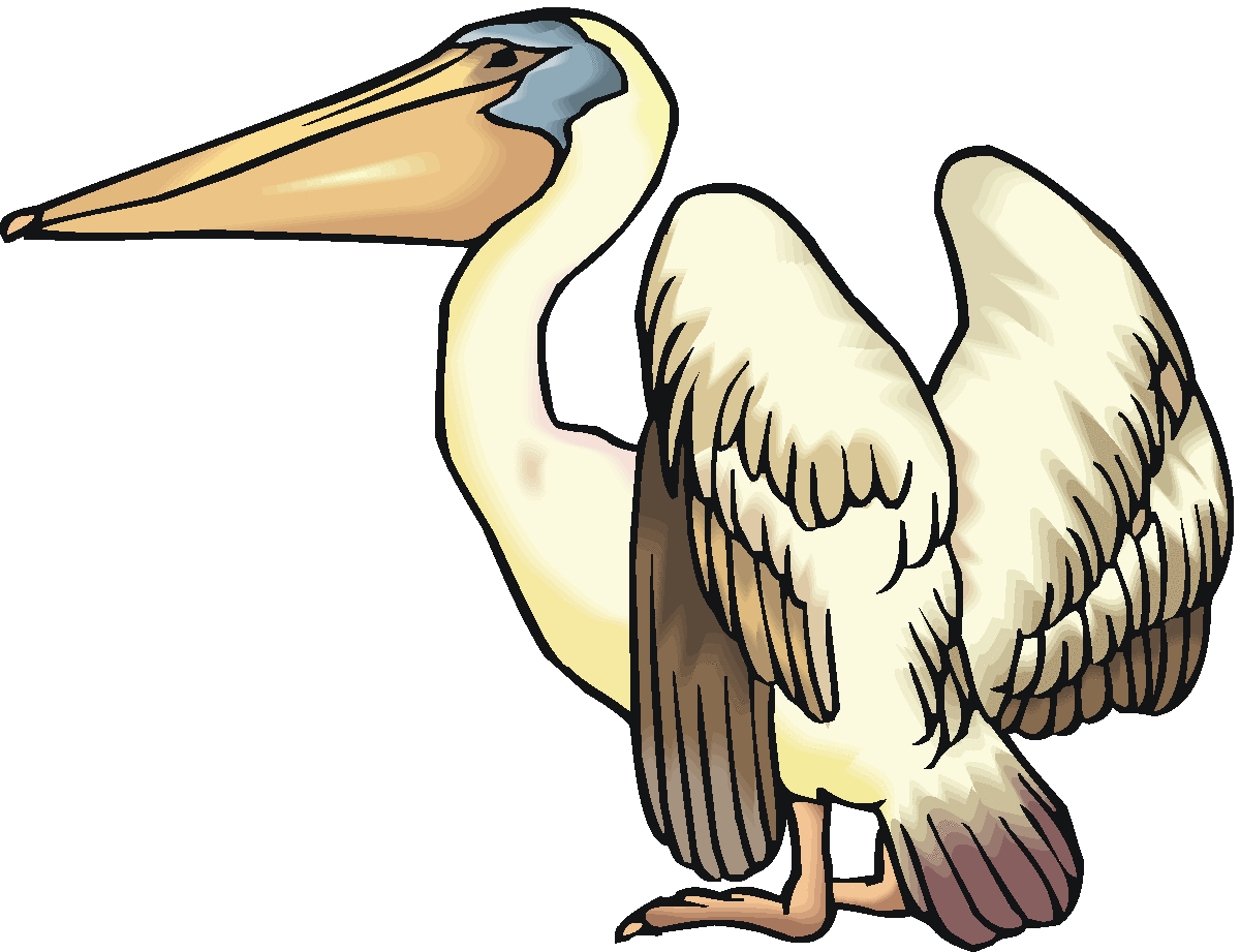 Pelican clipart #12, Download drawings