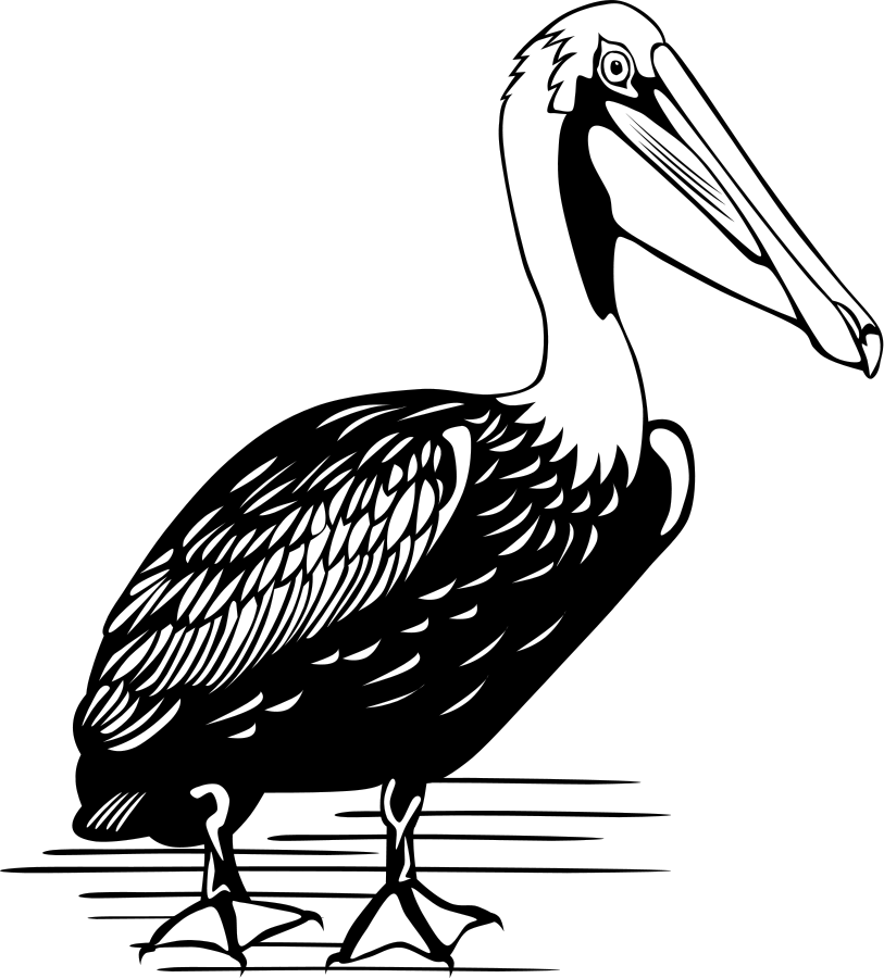 Pelican clipart #11, Download drawings
