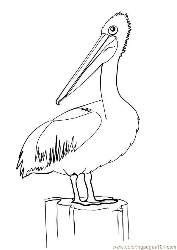 Pelican coloring #10, Download drawings