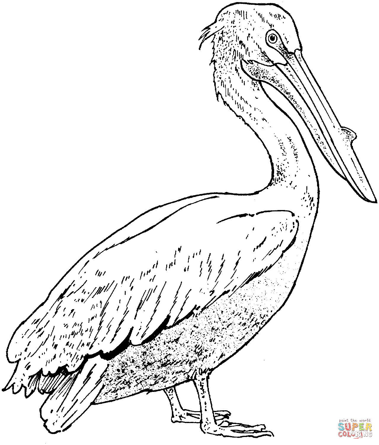 Pelican coloring #2, Download drawings