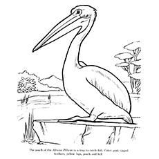 Pelican coloring #3, Download drawings